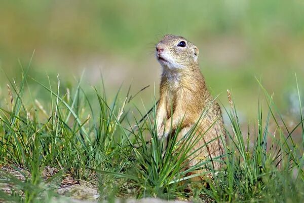 Крапчатый суслик степной. Ховрах это. Большой суслик (spermophilus major). Суслик крапчатый (spermophilus suslicus). Суслик степной.