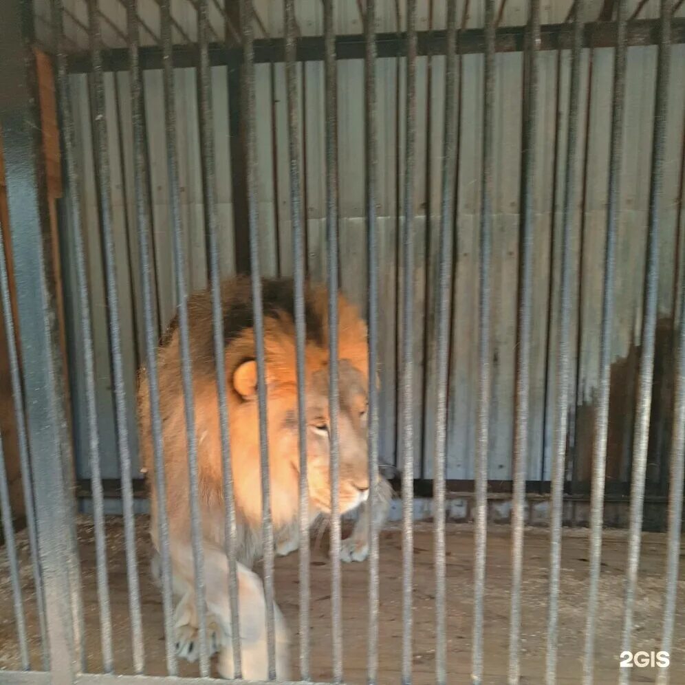 Самарский зоопарк ново садовая 146. Самарский Зоологический парк. Самарский зоопарк на Ново садовой. Самара Ново-Садовая улица 146 Самарский зоопарк.