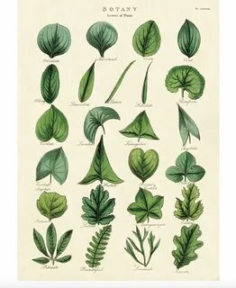 Botany