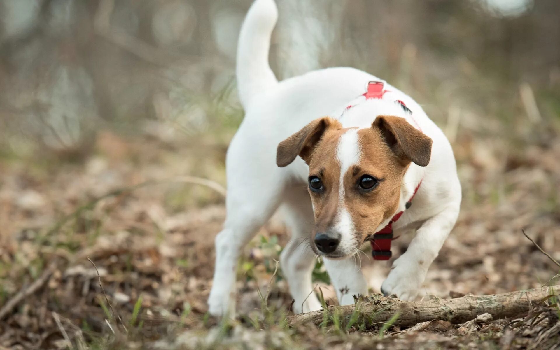 Джек-Рассел-терьер. Джек Рассел щенок. Jack Russell Terrier. Джек-Рассел-терьер щенок. Собака джек рассел терьер описание породы