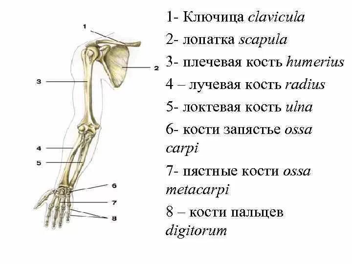 Скелет свободной верхней конечности плечевая кость. Строение верхней конечности анатомия. Строение костей верхней конечности. Строение скелета верхней конечности. Пояс верхней конечности.