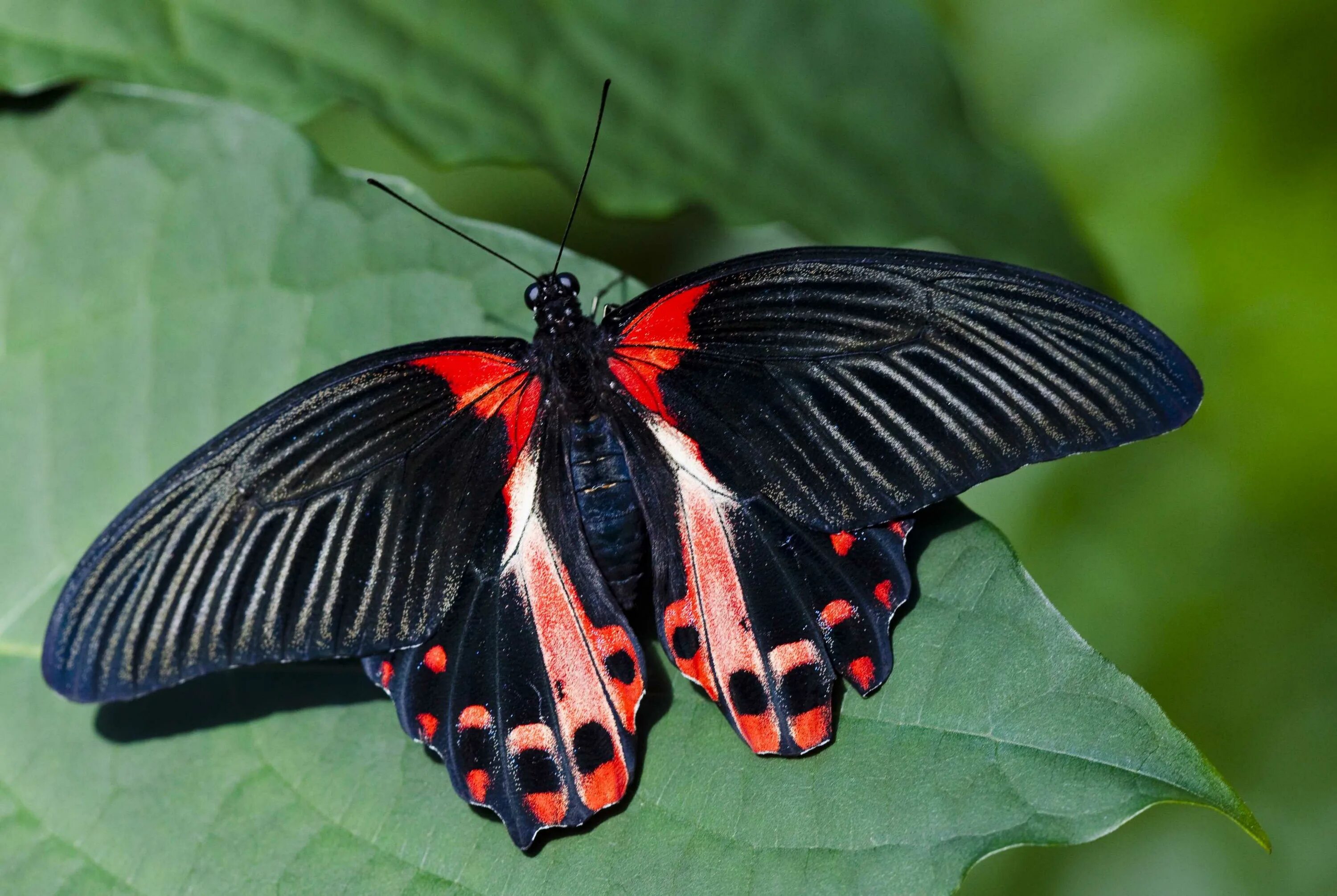 Название самых красивых бабочек. Парусник Румянцева (Papilio Rumanzovia). Papilio Rumanzovia бабочка. Papilio demoleus бабочка. Бабочка парусник Коцебу.