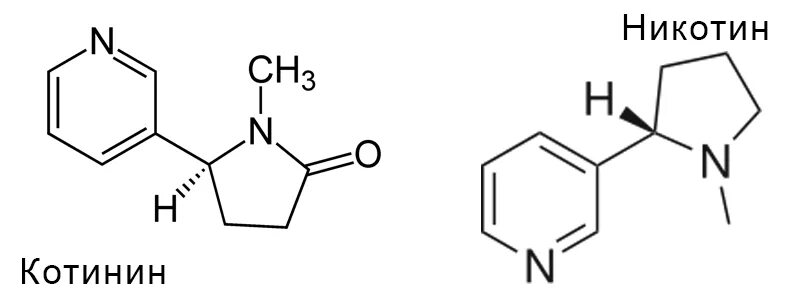 Никотин биохимия. Никотин. Никотин котинин. Метаболизм никотина схема. Никотин формула.