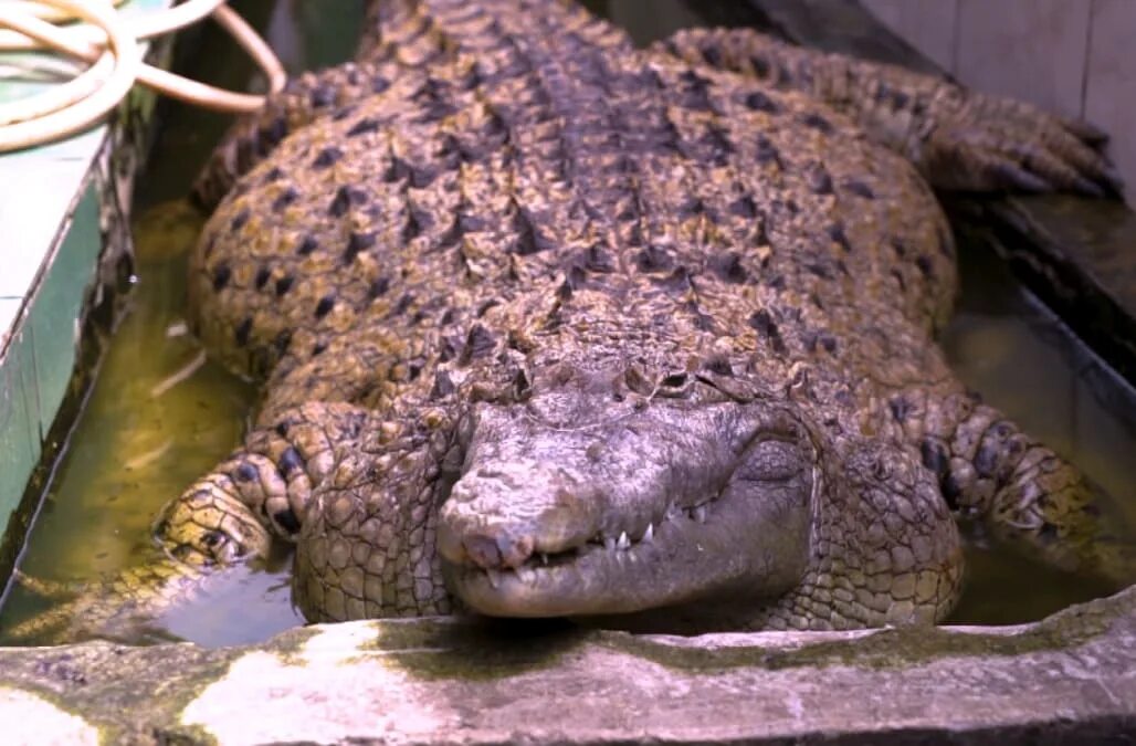 Домашний Аллигатор. Крокодил свинья