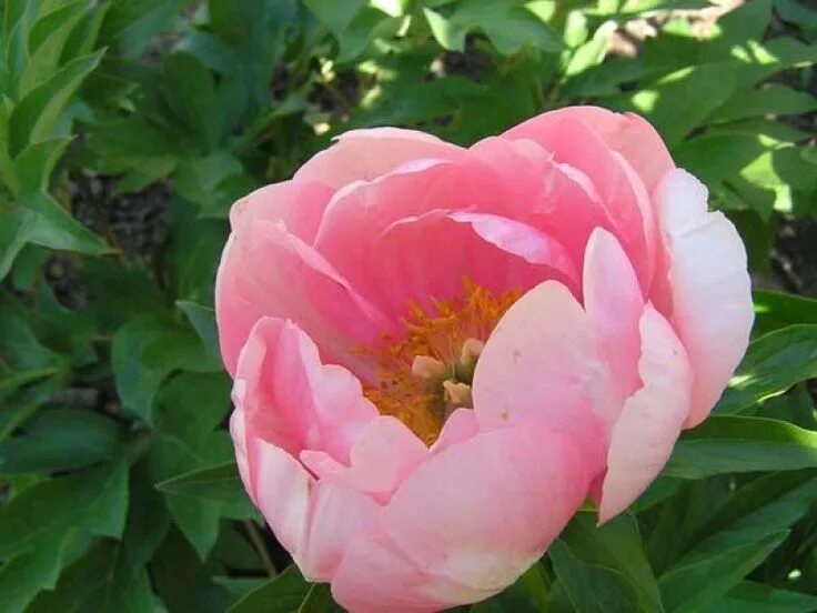 Paeonia lovely rose. Лавли роуз. Лавли роуз суккулент. Пион келвис лавли. Пион травянистый лавли роуз.