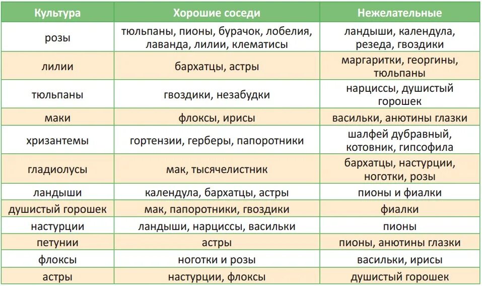 Совместимость цветочных культур при посадке таблица. Совместимость растений на грядке. Таблица совместимости растений на грядке. Соседство цветов на клумбе таблица.