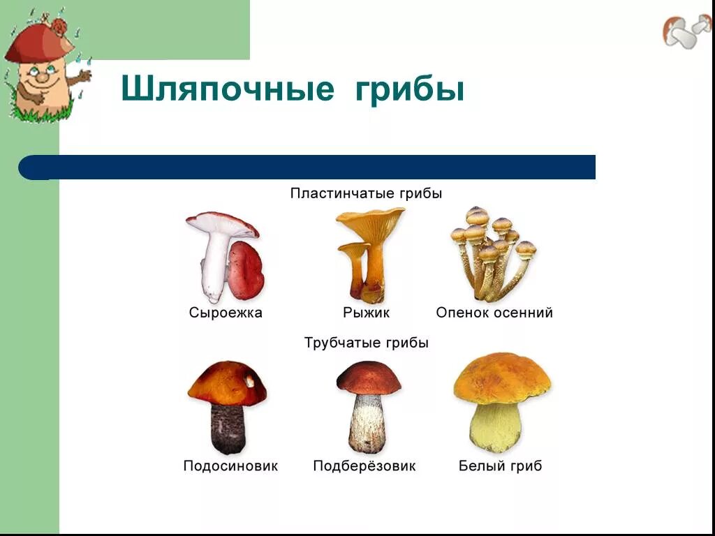 Назовите шляпочные грибы. Шляпочные грибы и трубчатые грибы. Шляпочные грибы и не Шляпочные грибы. Шляпочные грибы строение трубчатые. Многообразие шляпочных грибов.