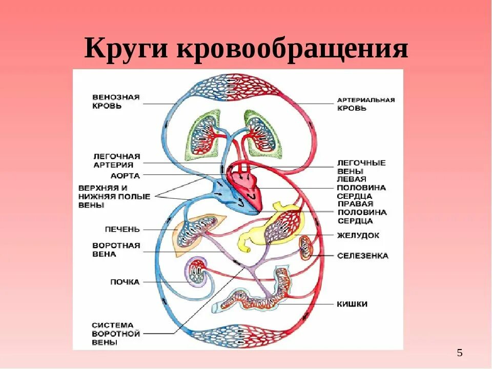 Движение крови биология 8 класс. Малый круг кровообращения человека 8 класс. Малый круг кровообращения человека схема. Схема малый круг кровообращения человека 8 класс биология. Схема малого круга кровообращения схема.