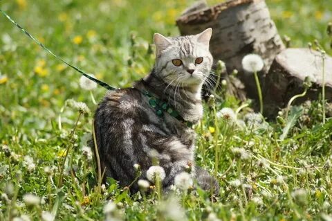 На утреннюю прогулку кошка вышла раньше