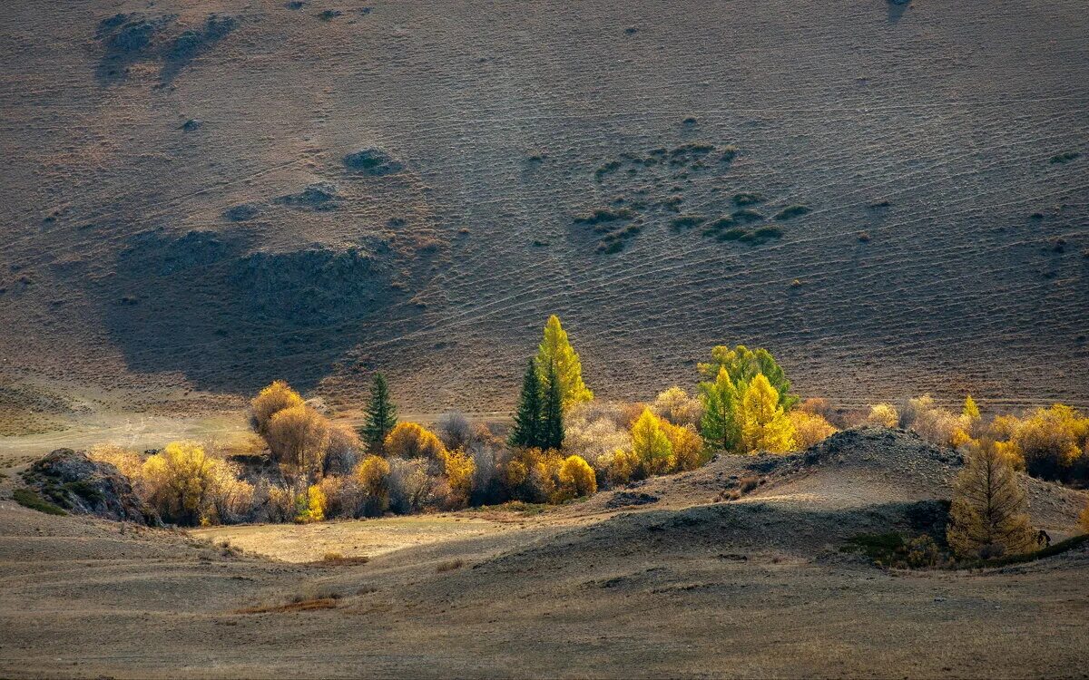 Оазис алтай. Оазис Алтайский.