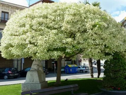 Дерева фламинго