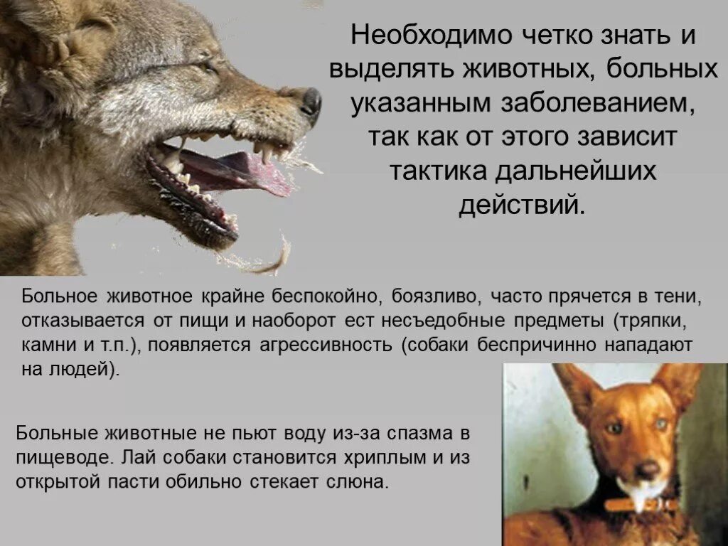 Чаще всего животные являются