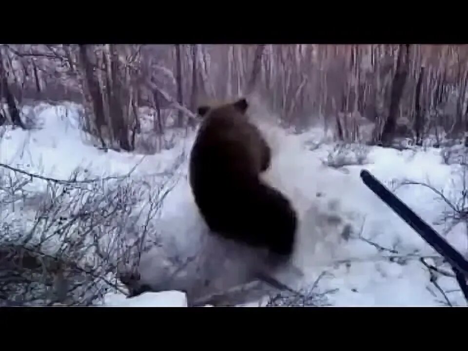 Охота на медведя с лайками в тайге в Сибири. Охота на медведя Берлога Сибирь. Охота на медведя с лайками на берлоге. Охота на медведя с лайками в Сибири в тайге на лося в берлоге.