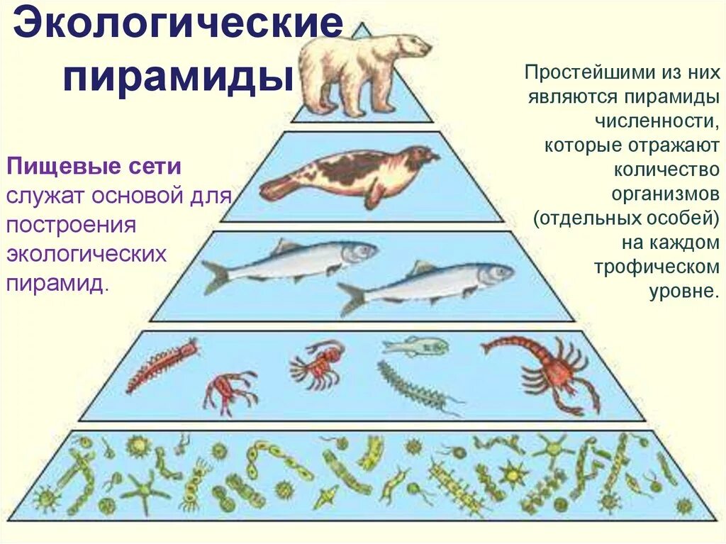 Трофическая пищевая цепь из 10 уровней. Пищевые уровни, экологическая пирамида. Экосистема. Экологическая пирамида биомассы. Экологическая пирамида биогеоценоза. Трофические цепи пищевая пирамида.