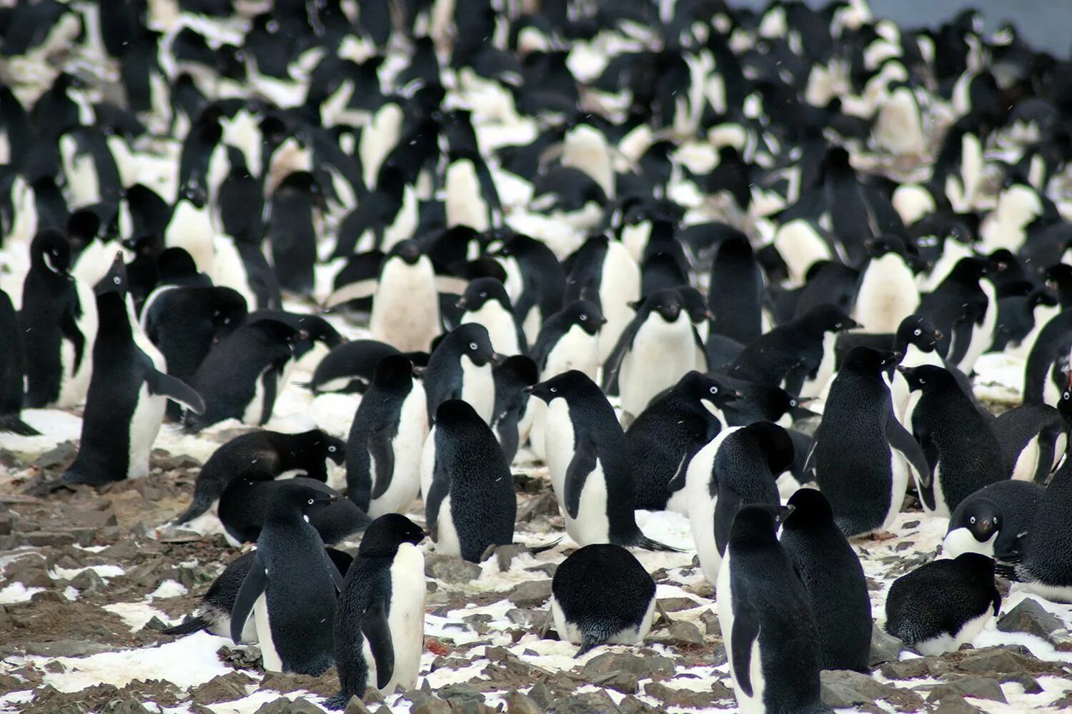 Антарктида пингвины Адели. Колония пингвинов в Антарктиде. Пингвины Адели колония. Императорский Адели.