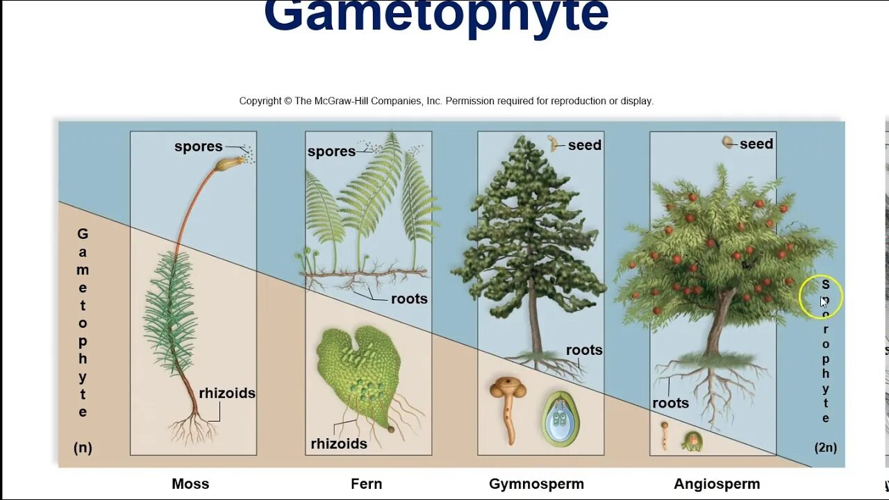 Преобладающее поколение у водорослей. Жизненные циклы растений гаметофит и спорофит. Эволюция гаметофита и спорофита. Спорофит сосны. Спорофит гаметофит схема.