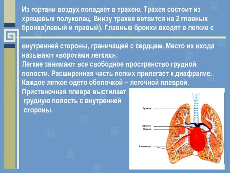 Из трахеи воздух попадает в. Из гортани воздух попадает в. Из гортани вдыхаемый воздух попадает в. Трахея состоит из хрящевых полуколец. Орган в который воздух попадает из гортани.