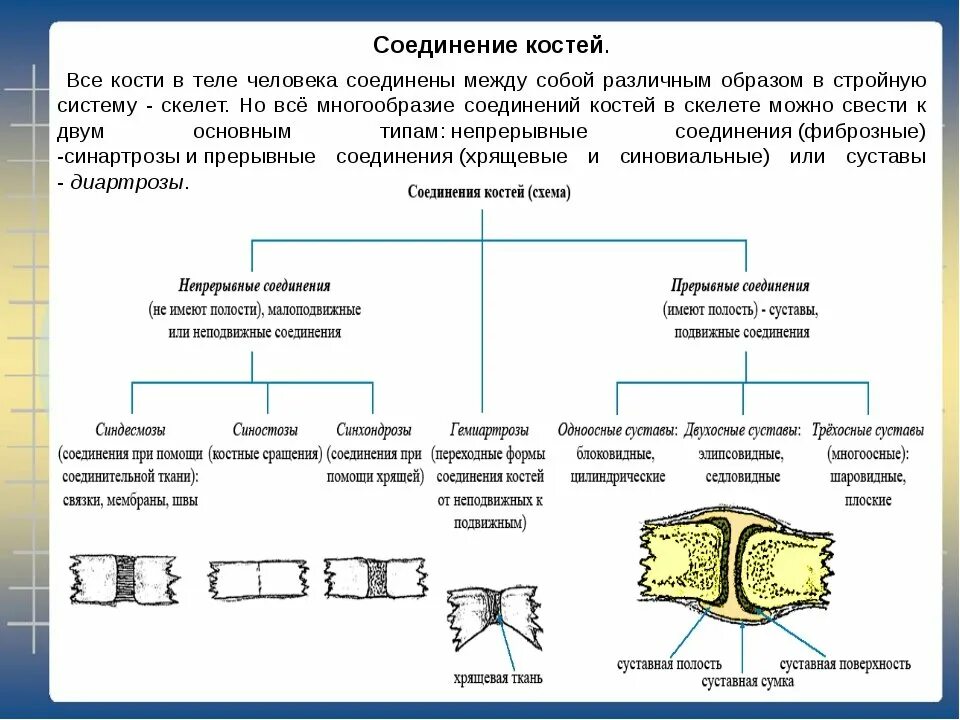 2 соединения костей примеры. Соединение костей строение сустава классификация суставов. Типы соединения костей таблица 8 класс биология. Соединение костей 8 класс биология. Биология 8 кл.соединение костей.