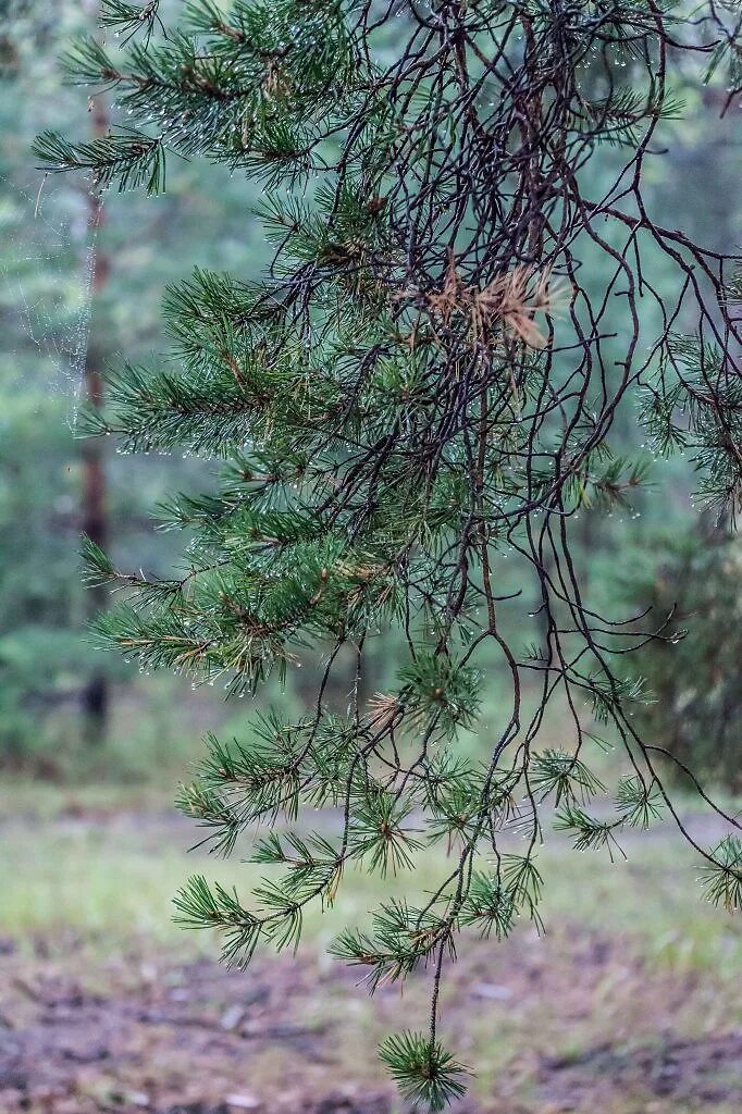 Ива и сосна. Плачущая сосна. Сосна плачет. Сосна - сосновые Ива - ?.