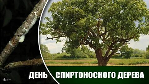 Спиртоносное дерево