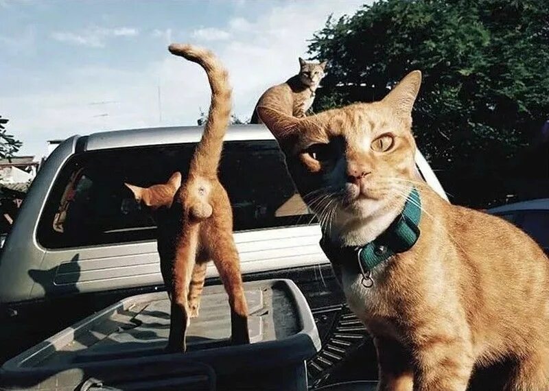 Включи видео котэ как яички разобрали машину Adorable Shaved Cat Ideas: Unique Styles for Your Furry Friend
