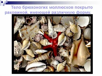 Название ракушек