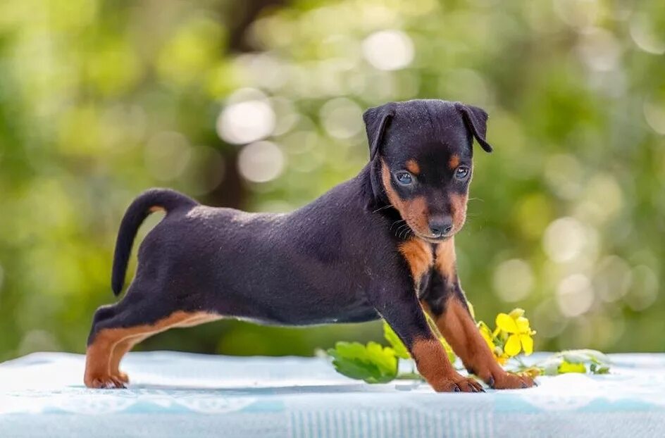 Пин от пользователя Miracle Care на доске Cute Puppies Карликовый пинчер, Мини п