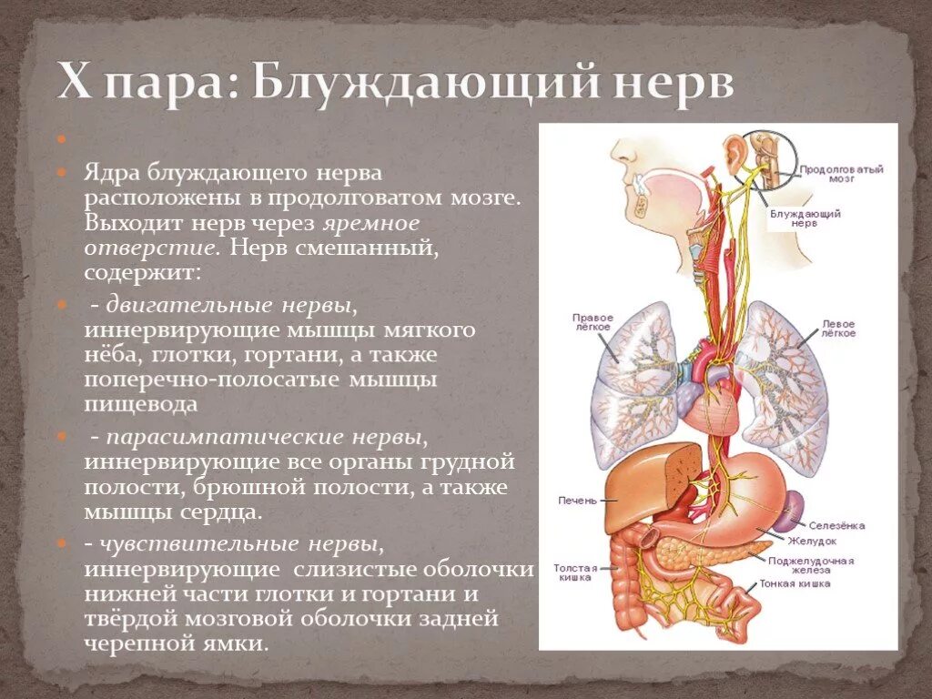 10 черепной нерв. Ядро 10 пары черепно мозговых нервов. Блуждающий нерв двигательное ядро. Где находятся ядра блуждающего нерва. Блуждающий нерв иннервирует диафрагму.