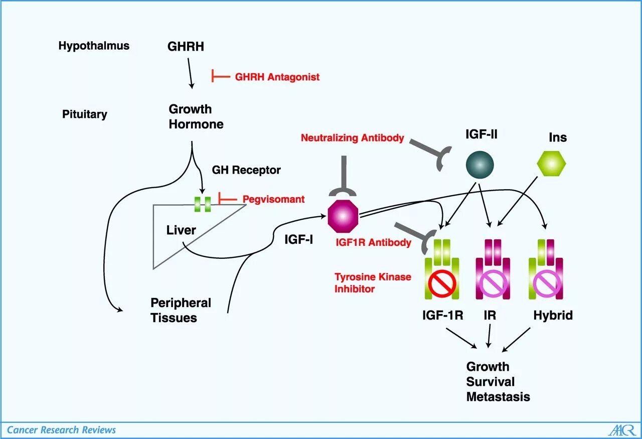 Рецепторы соматотропного гормона. GHRH гормон. GHRH гормон роста. Рецептор гормона роста. Ген соматотропина