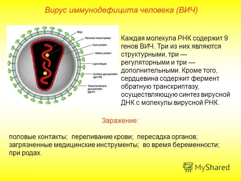 эви инфекция возбудитель. возбудитель вич инфекции. характеристики иммунодефицита человека. иммунный дефицит спид возбудитель. вирус иммунодефицита человека микробиология.