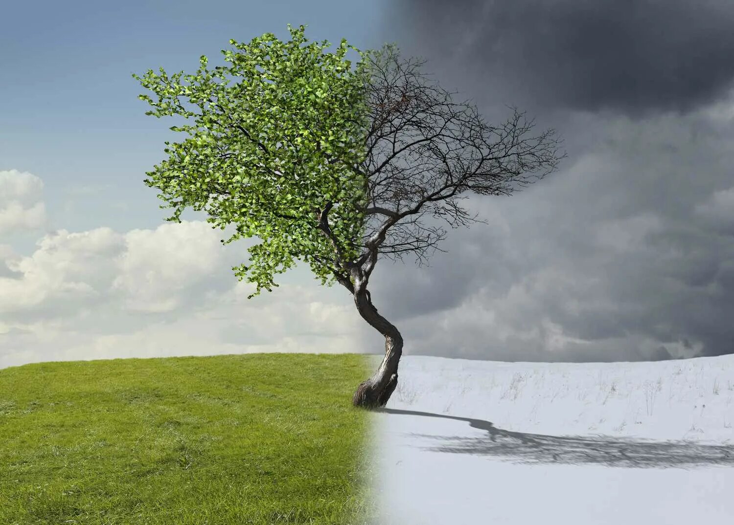 Can a tree