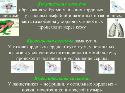 Тип хордовые органы дыхания
