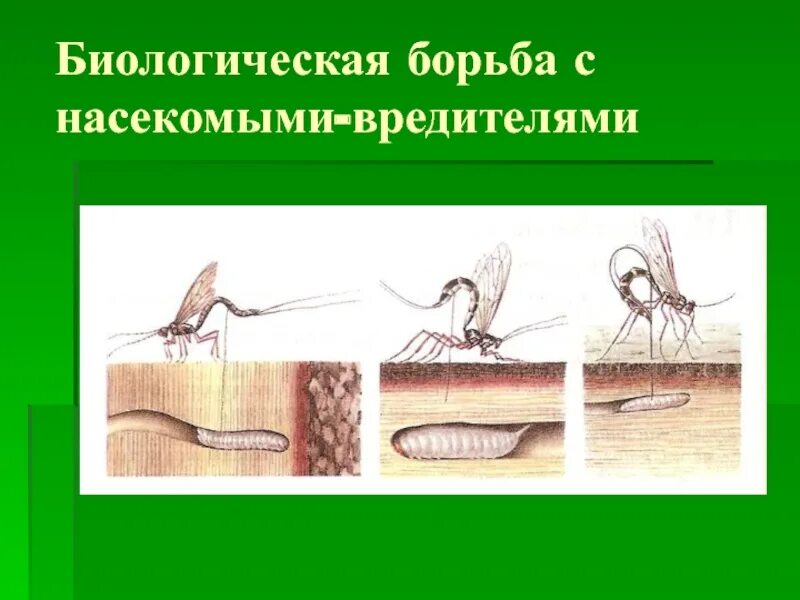 Сокращение численности насекомых
