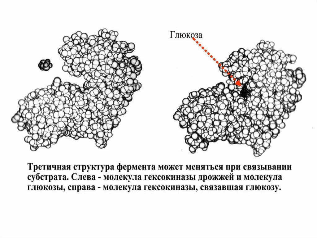 Какая структура у ферментов. Третичная структура фермента. Первичная структура фермента. Строение фермент первичная структура. Ферменты это третичная структура белка.