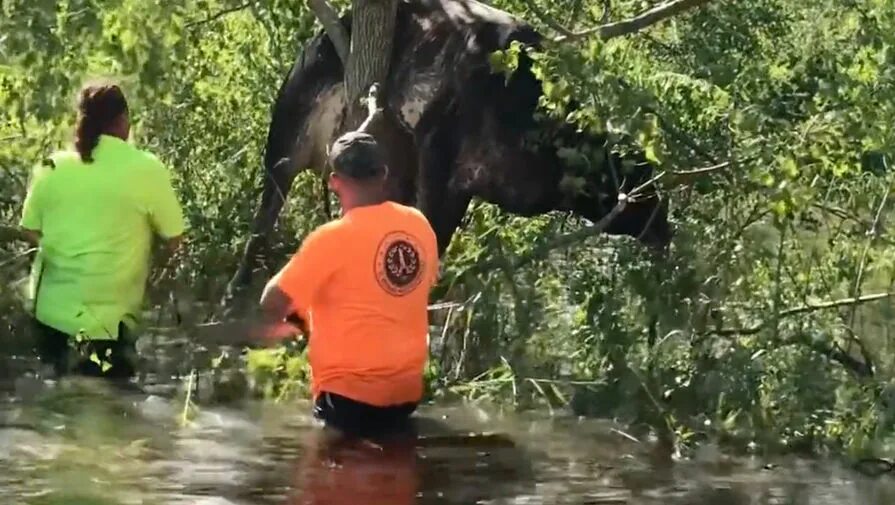 Семья застряла на дереве в озере название. Птица застряла в дереве. Семья застряла на дереве в озере название. Семья застряла на дереве в озере название. «тихая гавань», сша, 2013.
