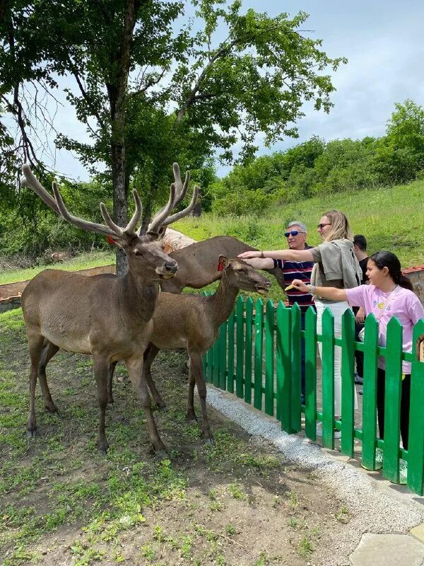 Оленья ферма южно сахалинск. Оленеводческая ферма южно сахалинск. Оленья ферма в ташкенте. Эко ферма в южно-сахалинске оленей. Оленья ферма бархатные рога иткуль.