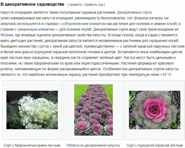 Капуста декоративная Nagoya Rose - 5 шт.