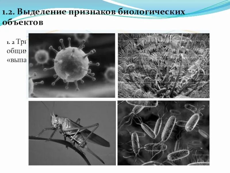 Признаки биологических объектов. Объект выпадающий из общего ряда. Выделение признаков биологических объектов. Название объекта выпадающего из общего ряда.