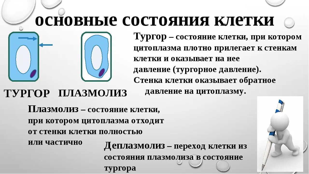 В каком году состояние. Тургор клетки. Плазмазмолиз и диплазмолиз. Тургор клетки это в биологии. Тургортное давление кл.