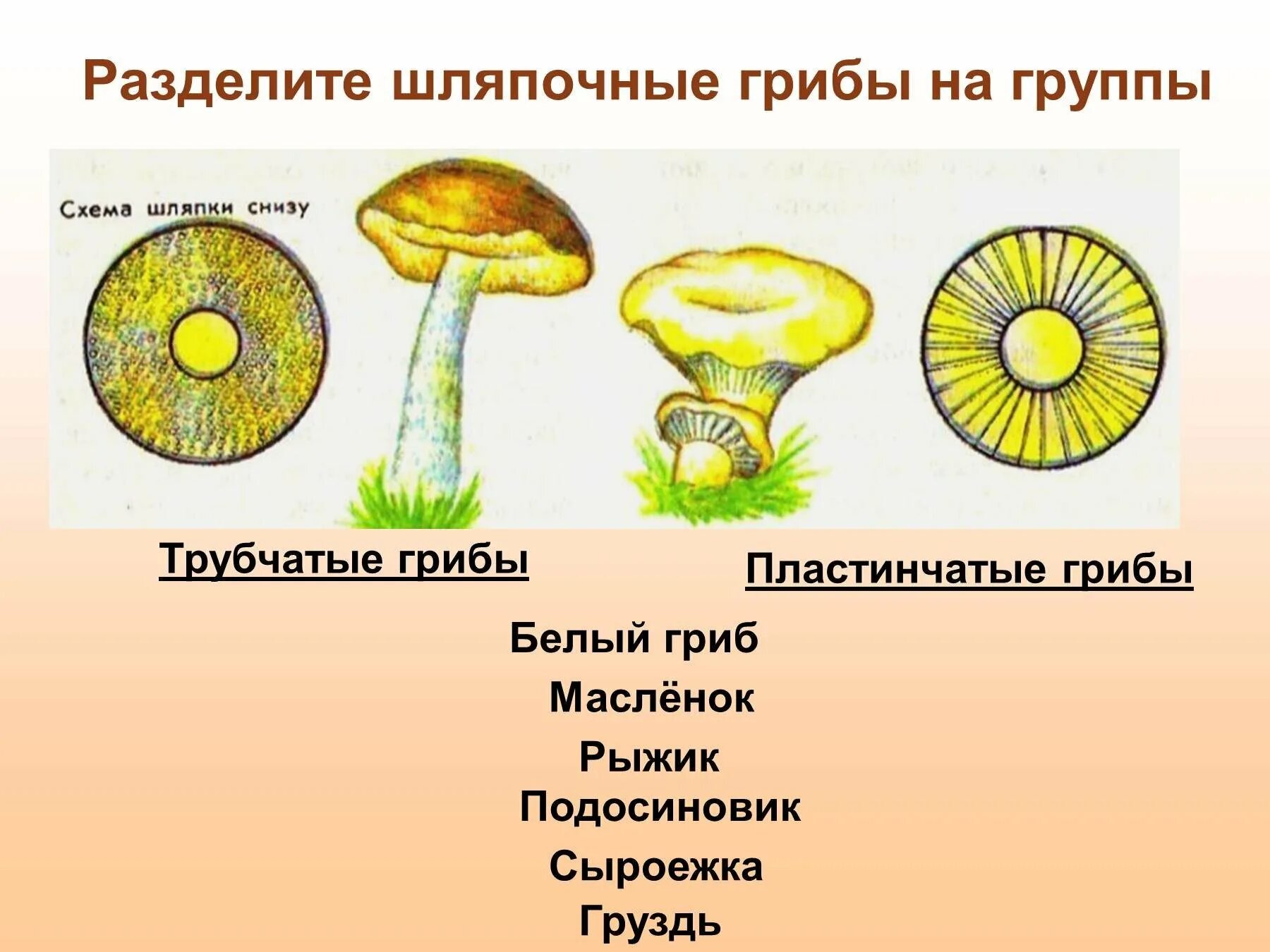 Какое основание позволило разделить грибы. Шляпочные грибы трубчатые и пластинчатые. Трубчатые Шляпочные грибы Рыжик. Шляпочные трубчатые грибы Шляпочные пластинчатые грибы. Трубчатые и пластинчатые грибы 5 класс биология.