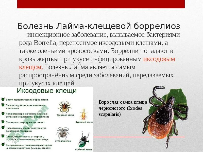 Является переносчиком клеща заболевание. Иксодовые клещи боррелиоз. Системный клещевой боррелиоз, i стадия.