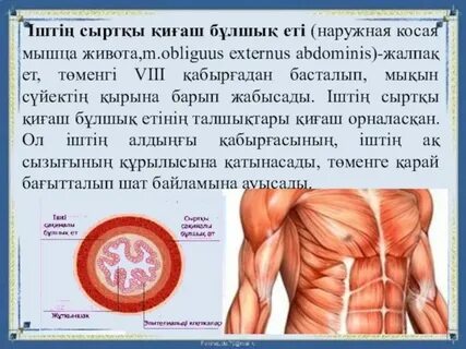 Бұлшық ет жігіт жаттықты