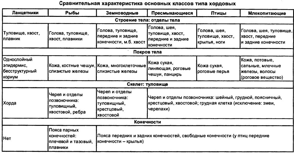 Признаки скелета хордовых