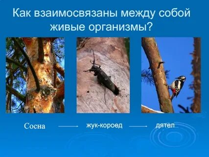 Древесина дятел пищевая цепь
