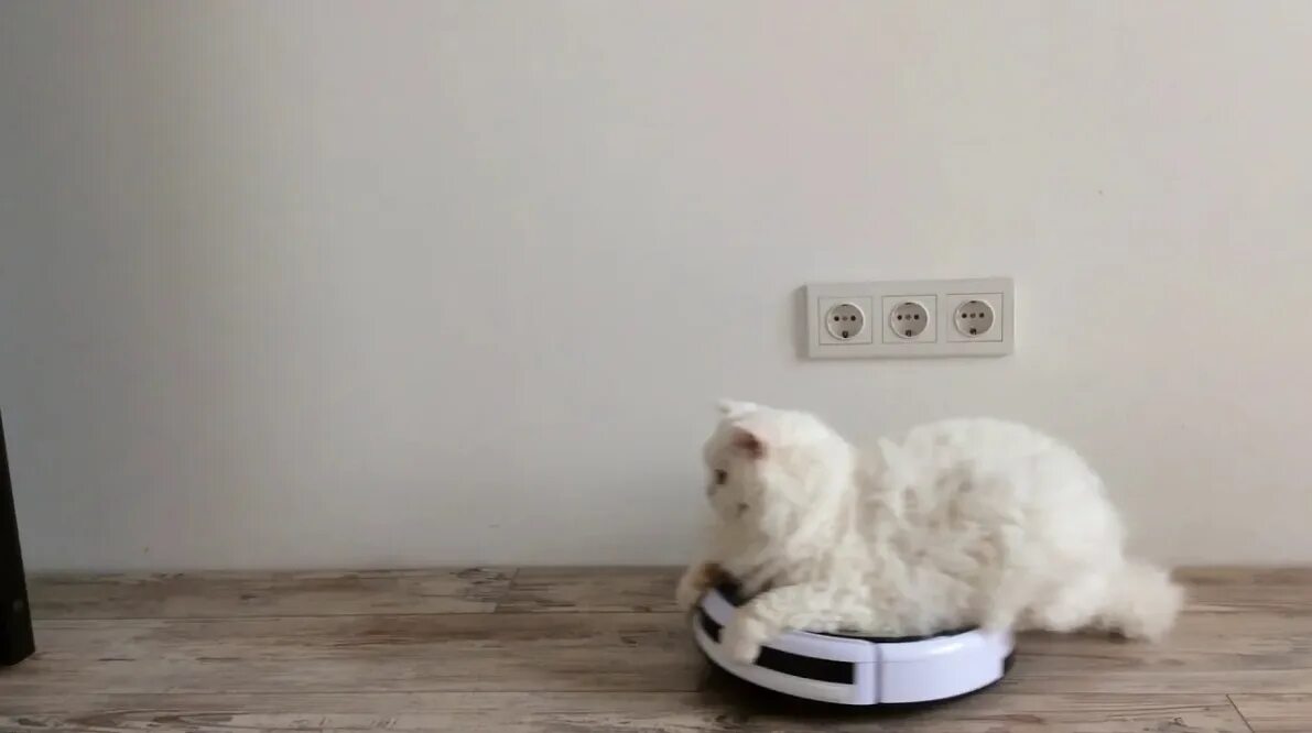 Коты катаются на пылесосе. Кот на роботе пылесосе. робот-пылесос и кошка. робот-пылесос роботы-пылесосы кошки. белый кот на роботе пылесосе.