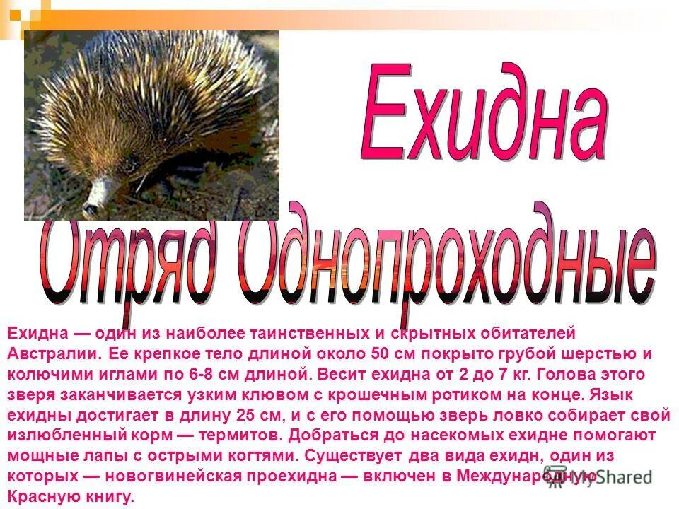 рыжая ехидна все книги. рыжая ехидна все книги. ехидна презентация. рыжая ехидна книги. рыжий ехидна чужих детей не бывает.