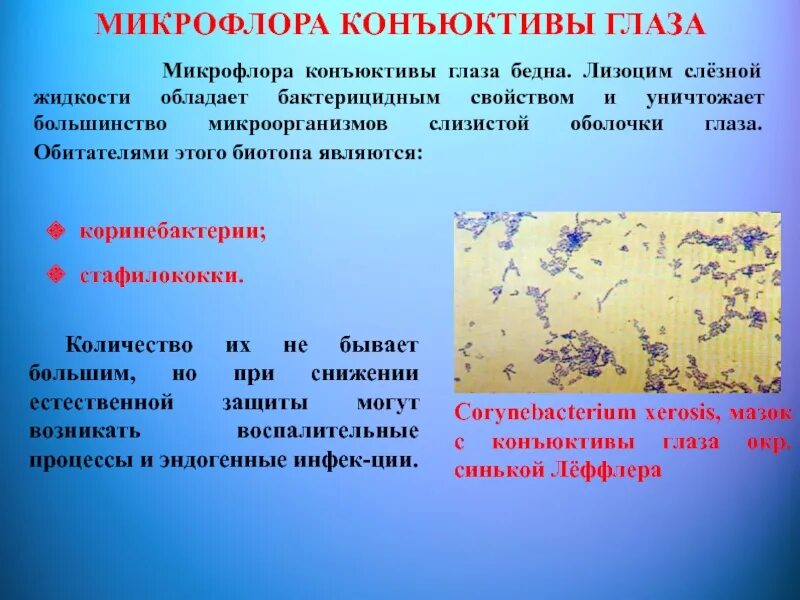 Микрофлора воспаление