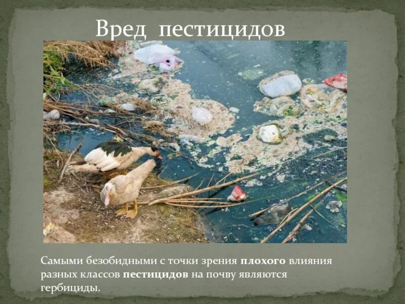 Презентация на тему загрязнение воды. Влияние человека на охотничье промысловых птиц. Нефть и экология. Птицы и пластик. Отрицательное влияние человека на животных.