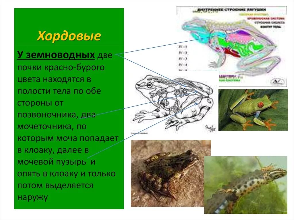 Полость земноводных. Почки земноводных. Амфибии полость тела. Хордовые земноноводные. Хордовые амфибии.