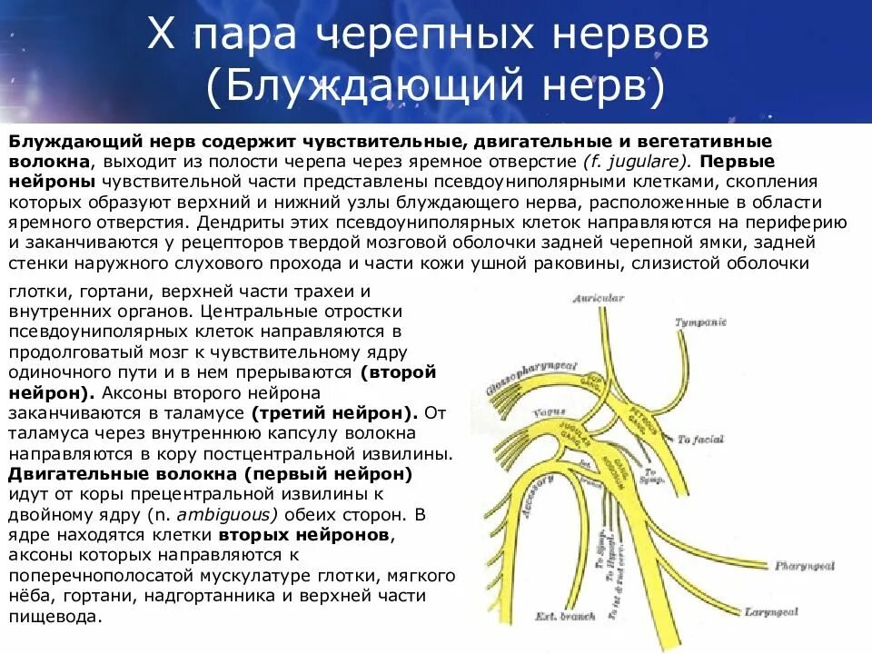 10 черепной нерв